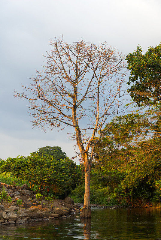 Old tree between river in rural area of ​​Guatemala, force of organic nature.